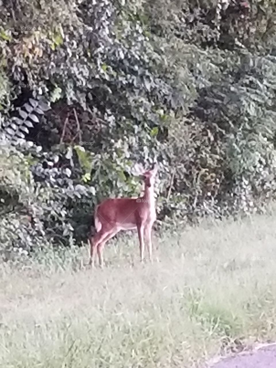 Doe A Deer