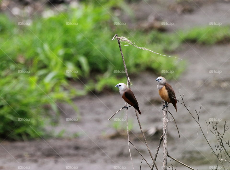 Pale headed munia. A corner site of two from the others of large number munia. Pleased interest attention to perch for along at the dryng bush. Habitat of crown field with the field of grass at the lowland be the right for easy to meet them.