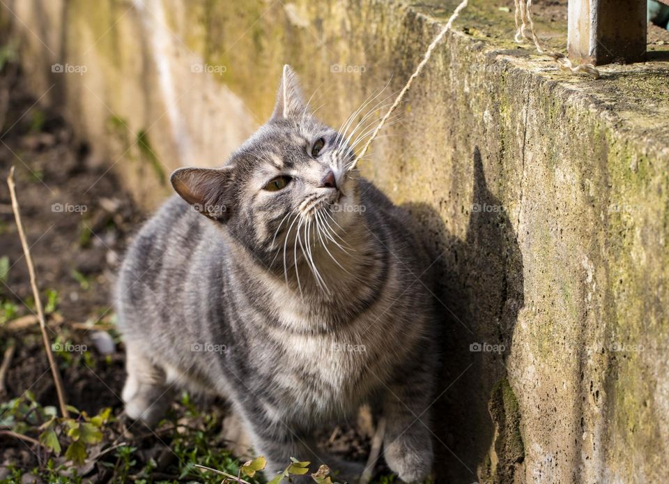 Playful cat