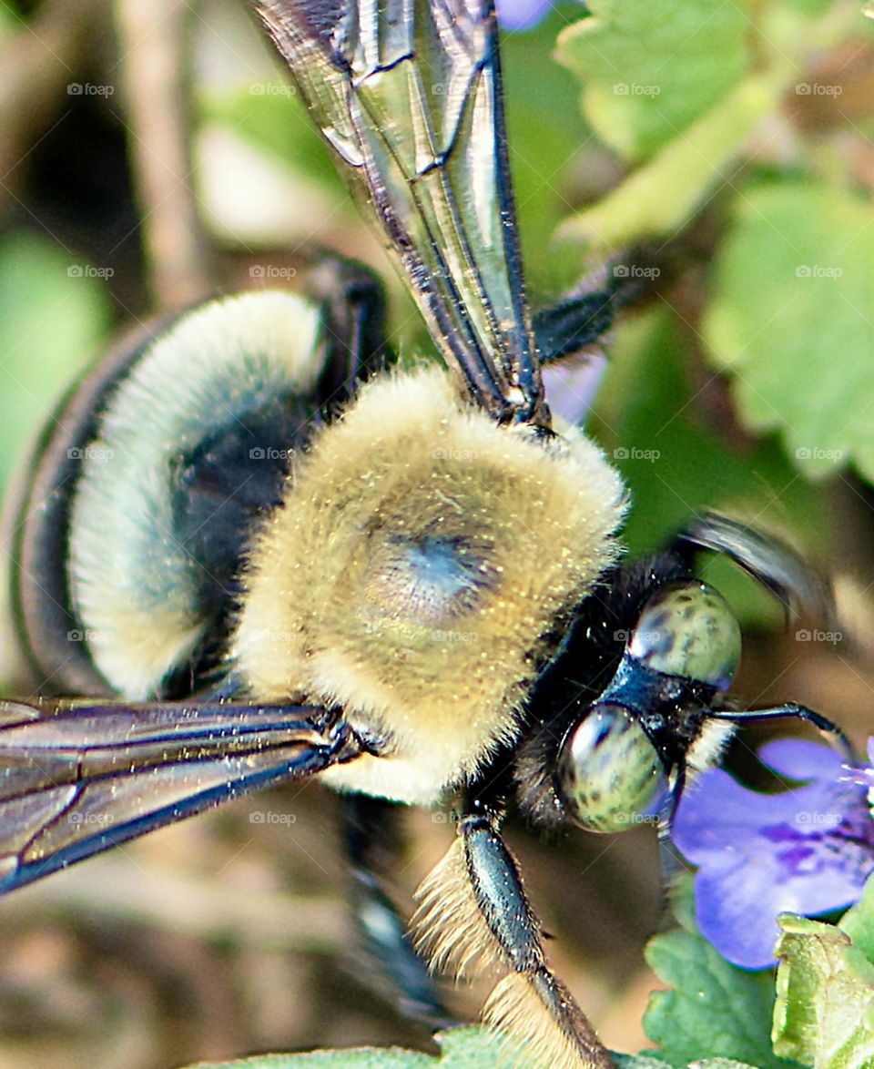 Bumblebee with green eyes macro 