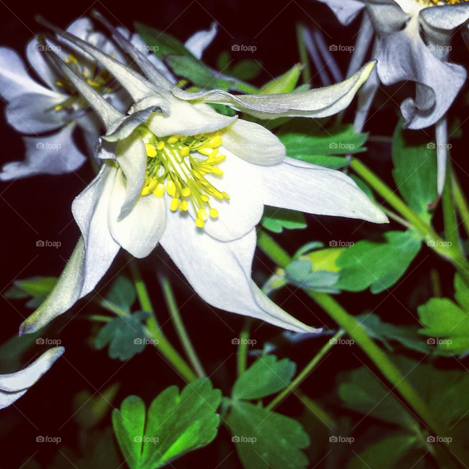 White Night Flower 2
