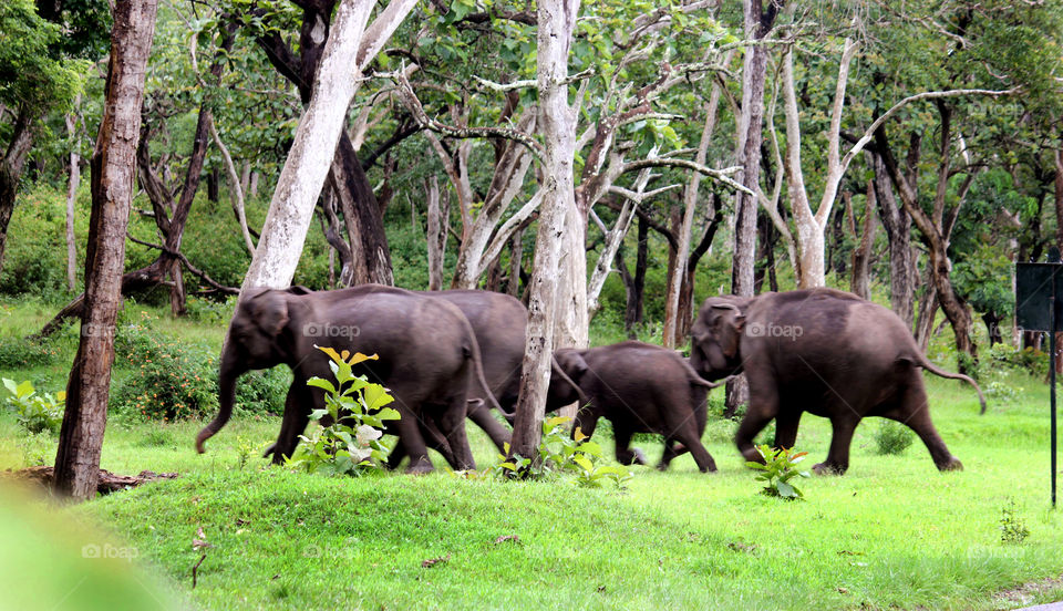 elephents bandipur safari park india