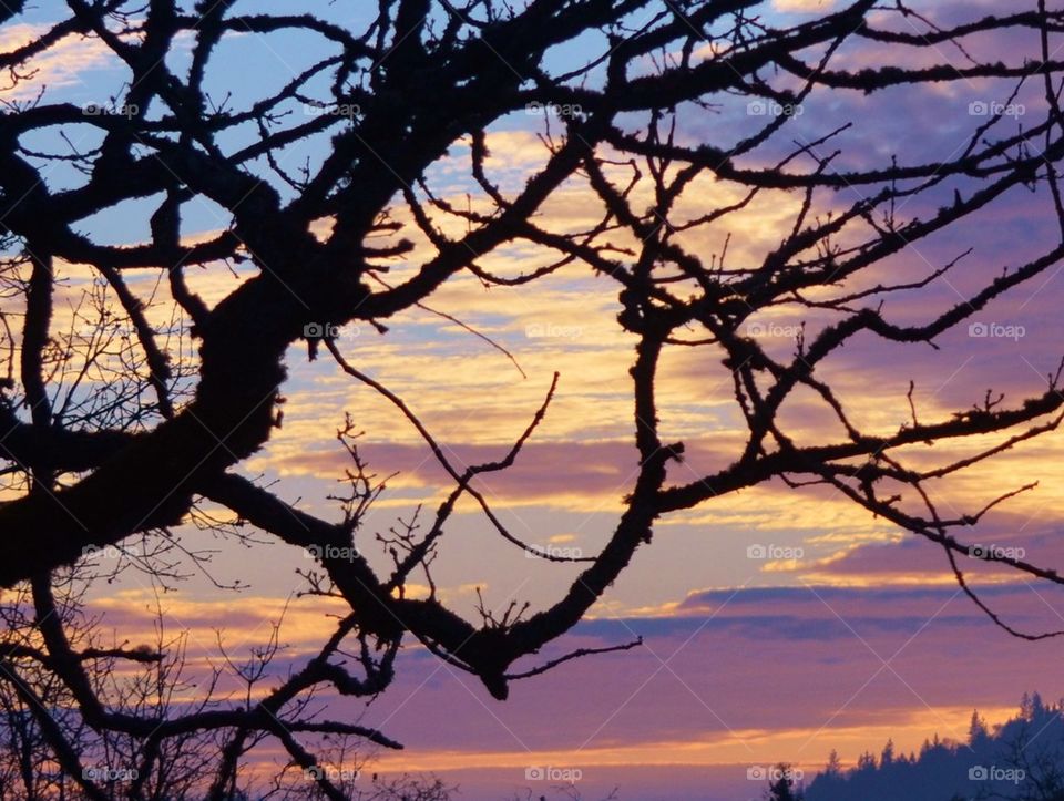 Sunset thru the trees