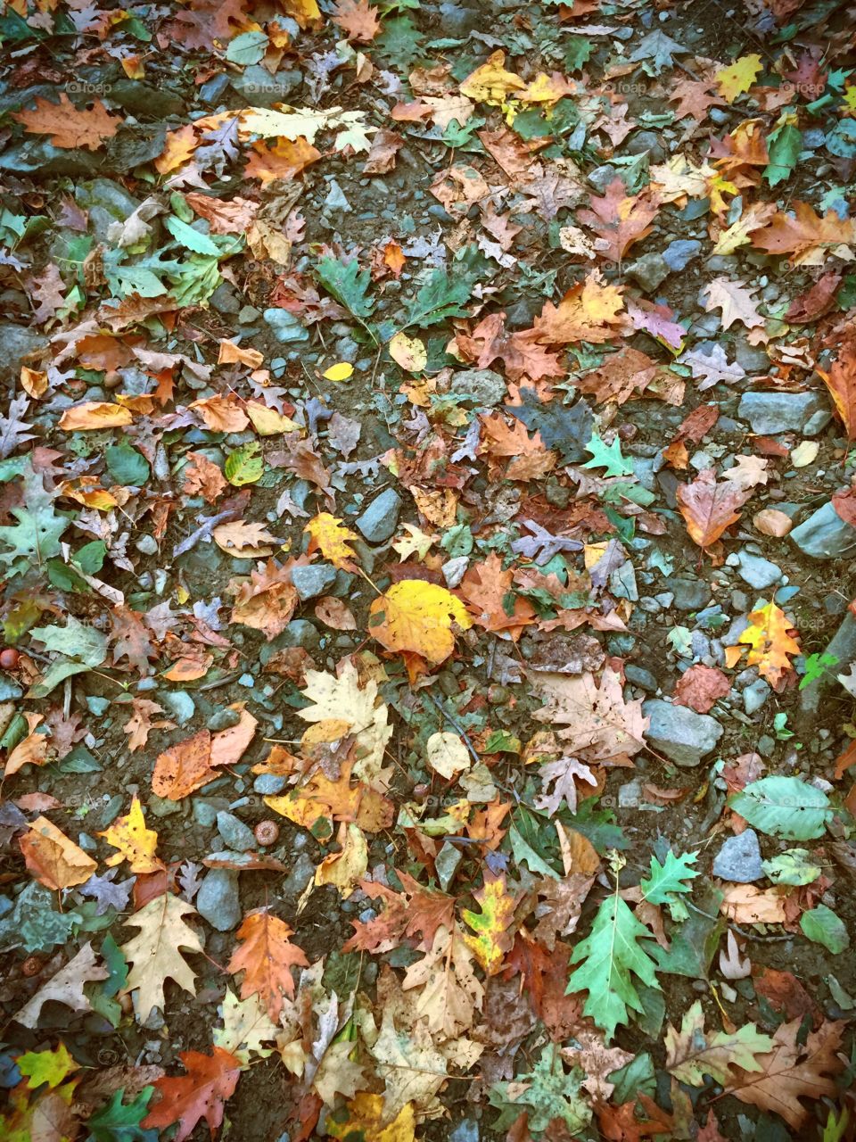 High angle view of dry autumn leaves