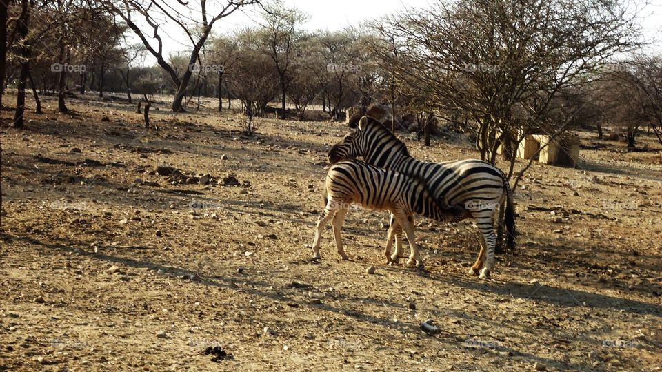 Baby Zebra drinking from its mother