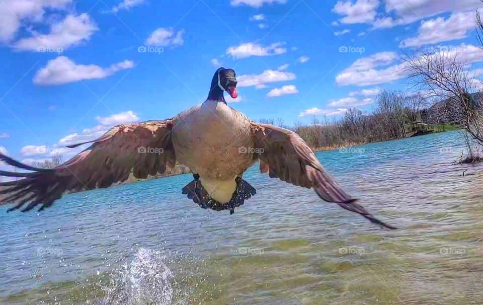 goose attack