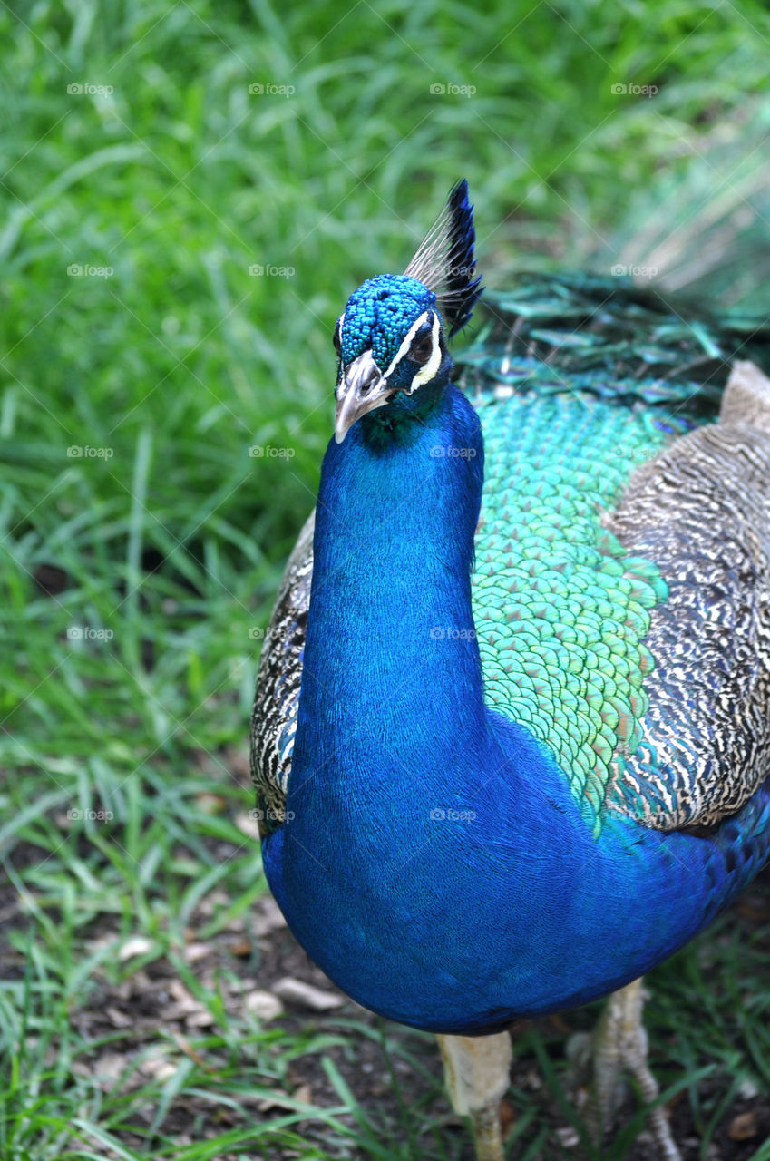 Peacock