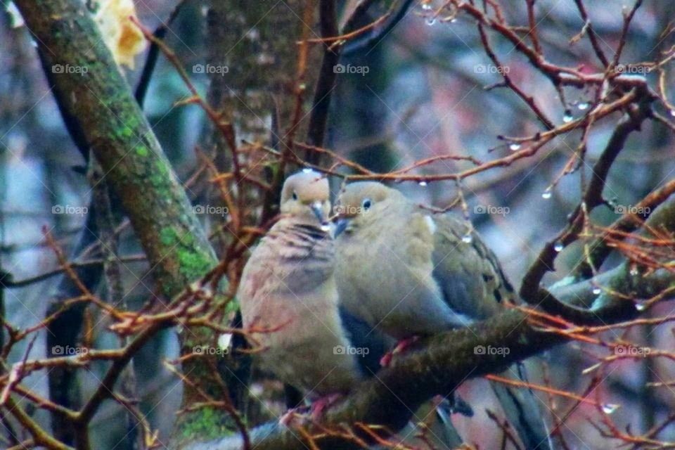 Morning Dove Love