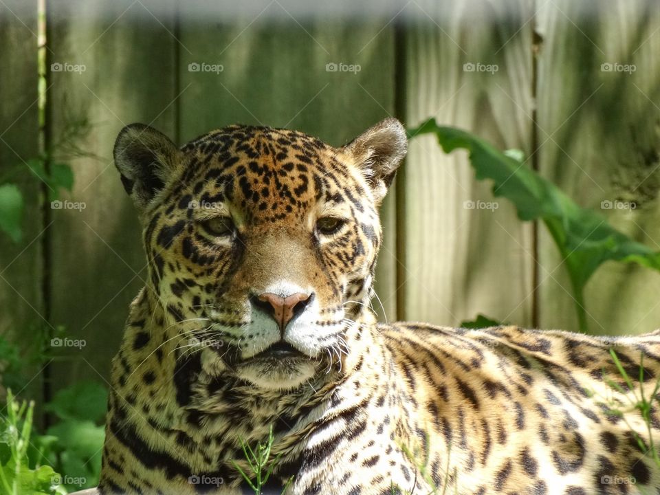 Leopard . Zoo