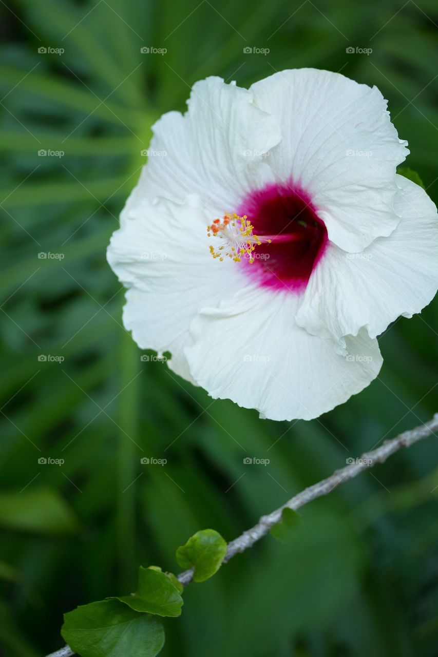 Hibiscus