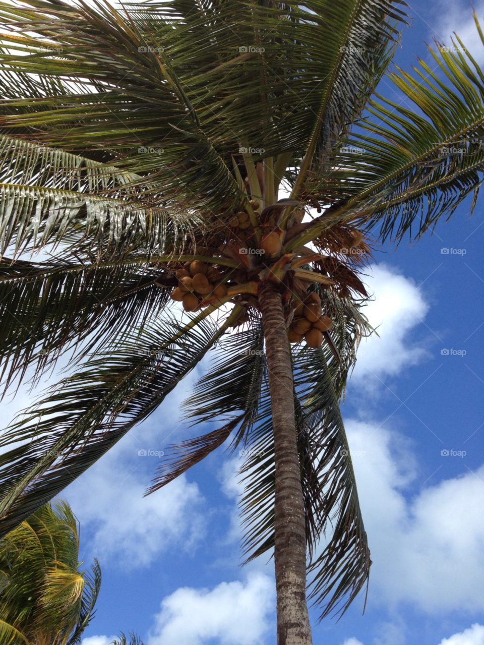 holiday palm tree sunshine blue skies by deanna93