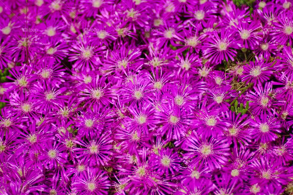 The Purple Flowers