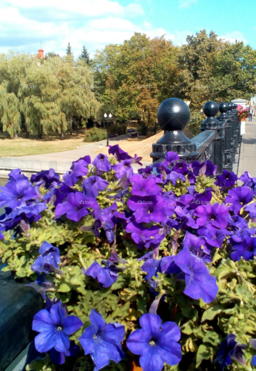 flowers on the river city