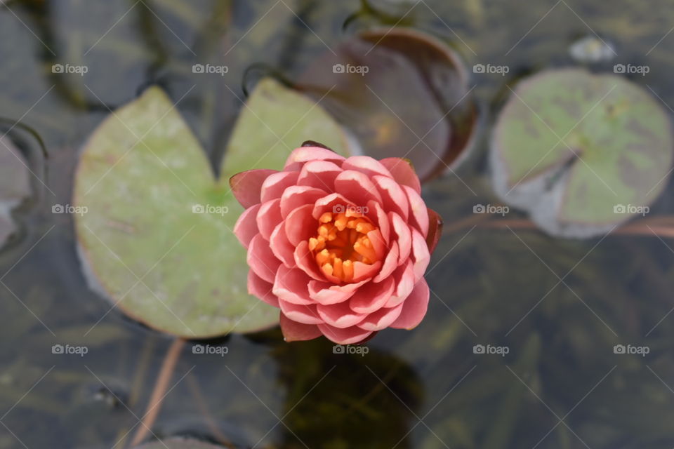 Lotus 