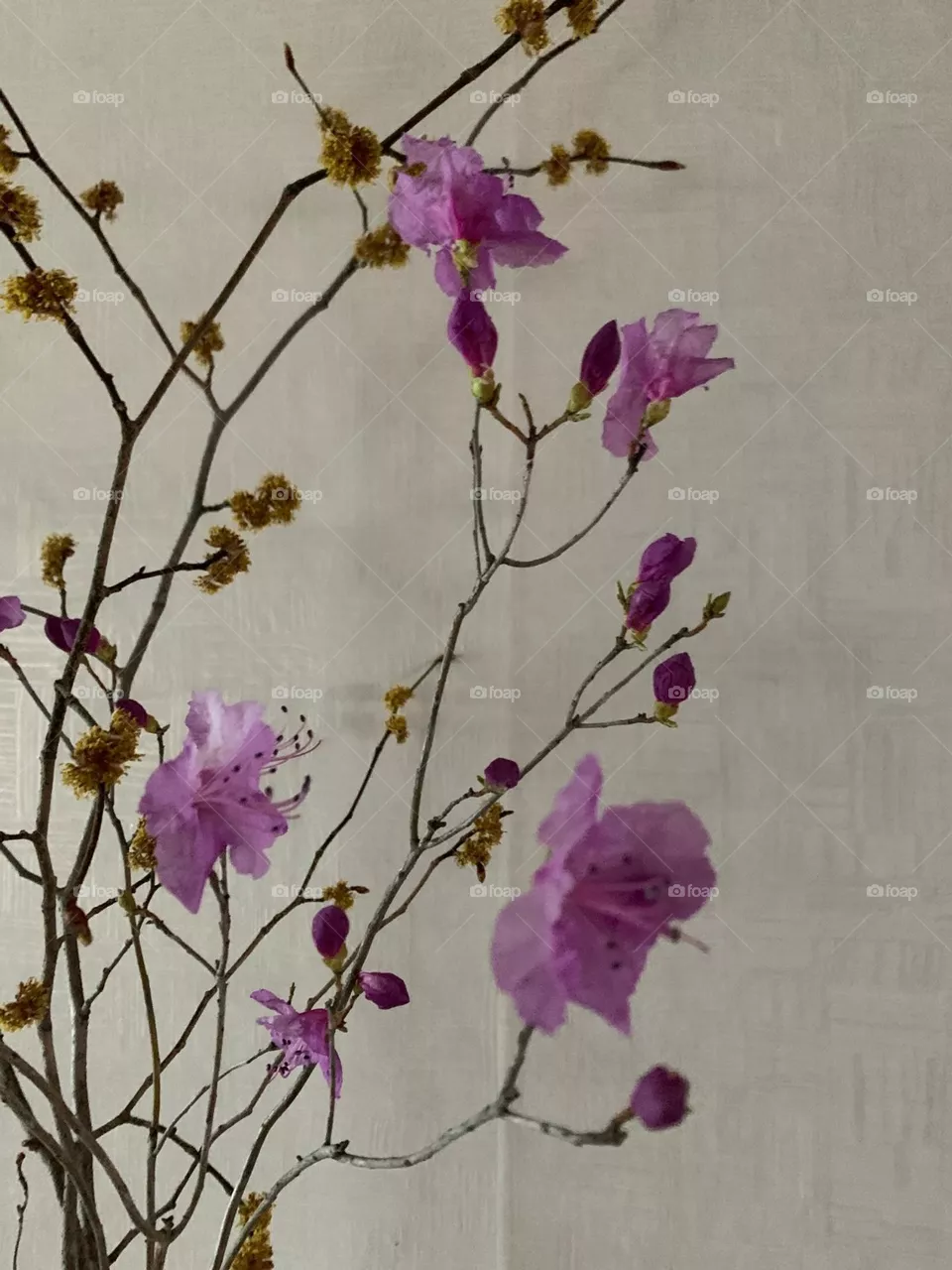 Flores de cerezo 
