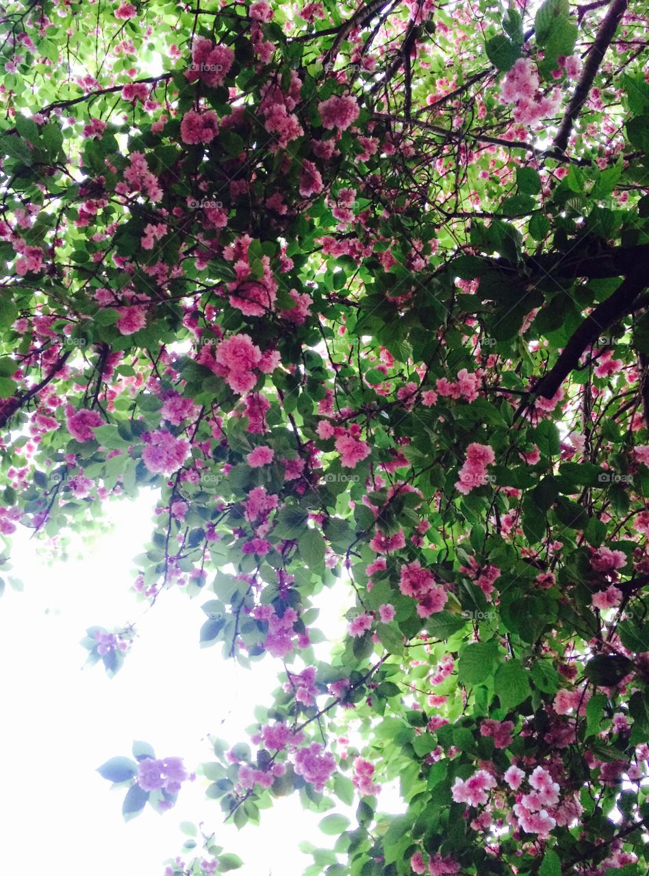 Spring blossoms. A view looking up at a spring tree full of pink blossoms