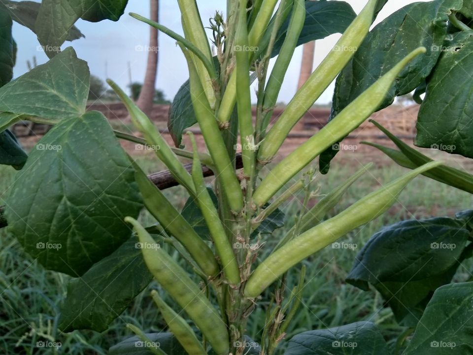 cluster bean in field