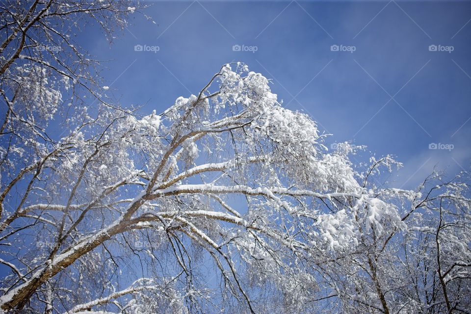Tree covered in winter snow