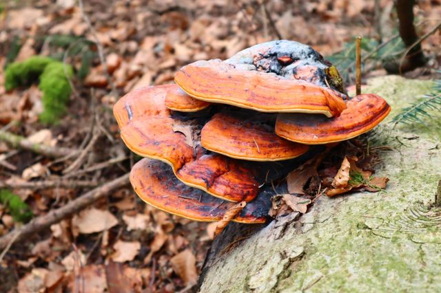 pilz