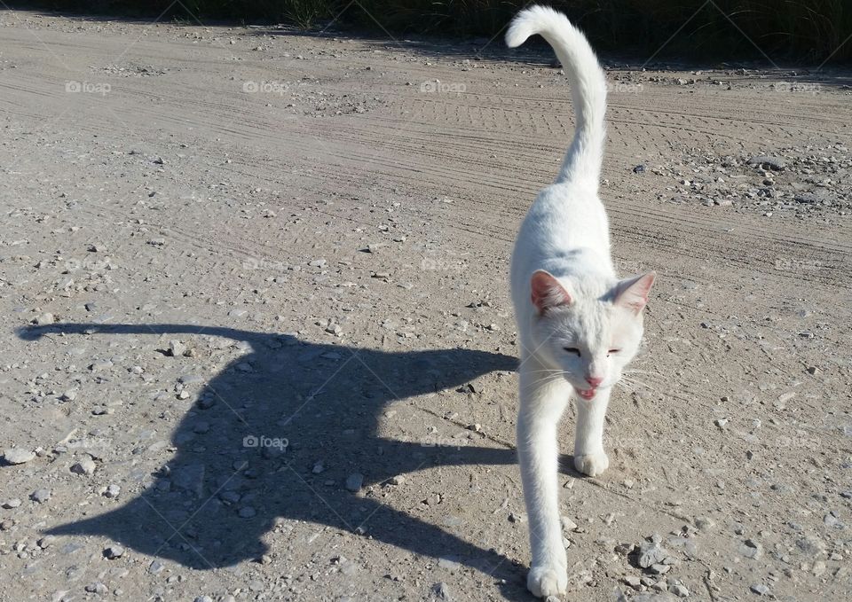 white cat on the road with shadow