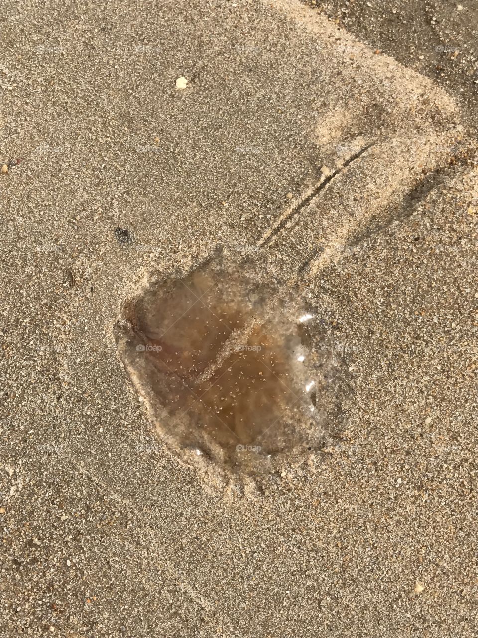 Jellyfish 