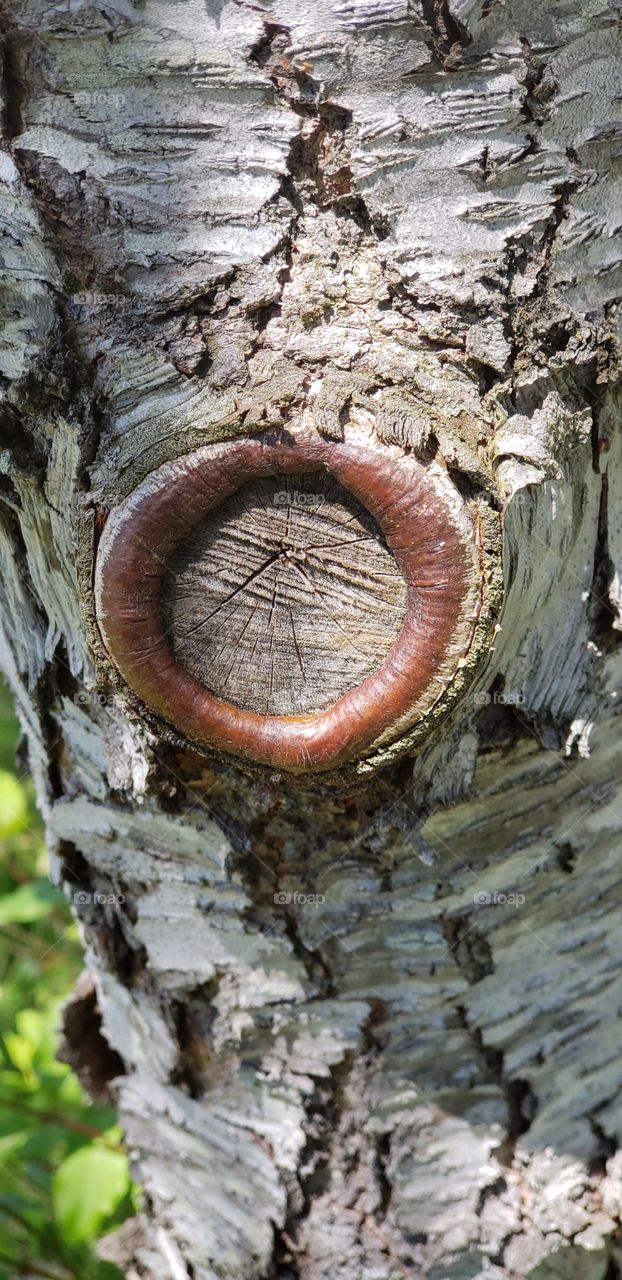 tree growth over old cut