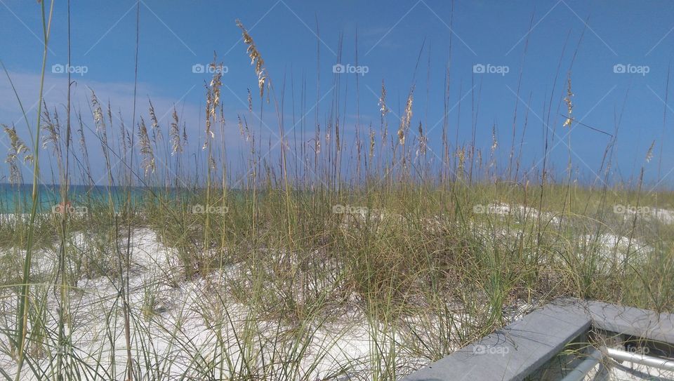 White sand beach. This is a photograph of a white sand beach in Pensacola Florida.