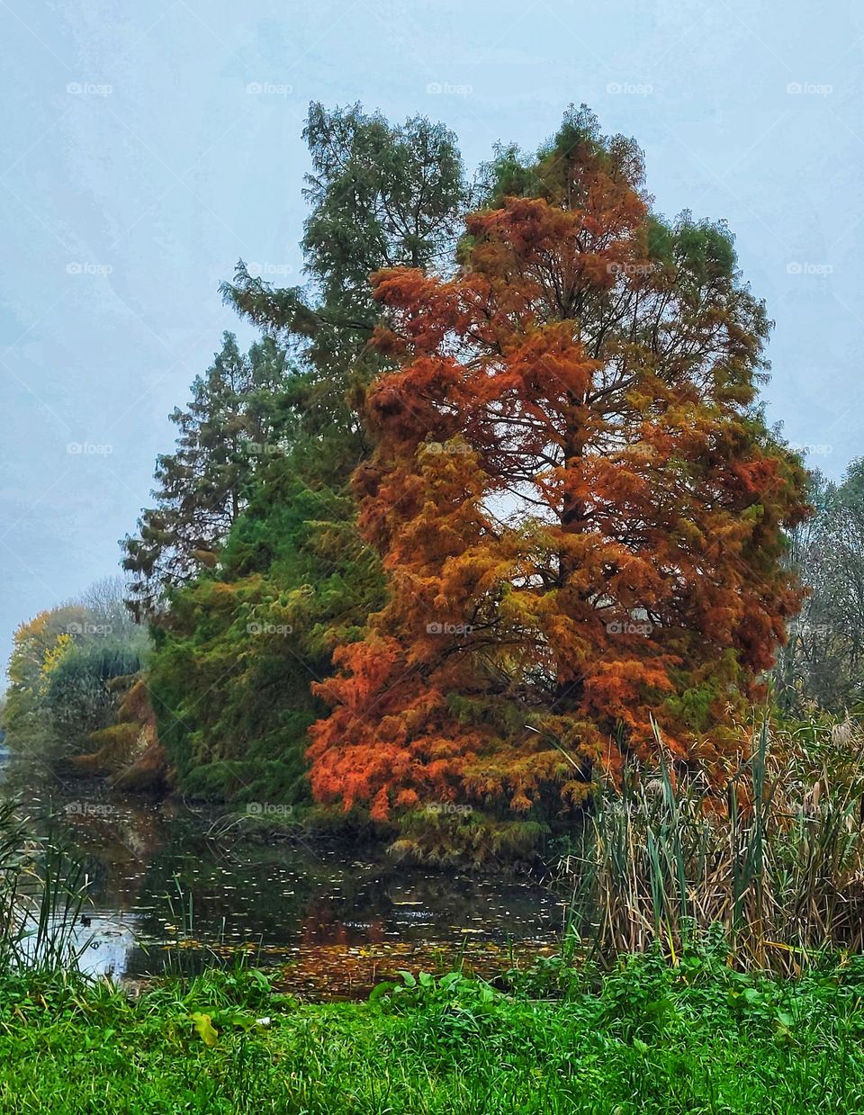 Colors of autumn 💛🧡🤎