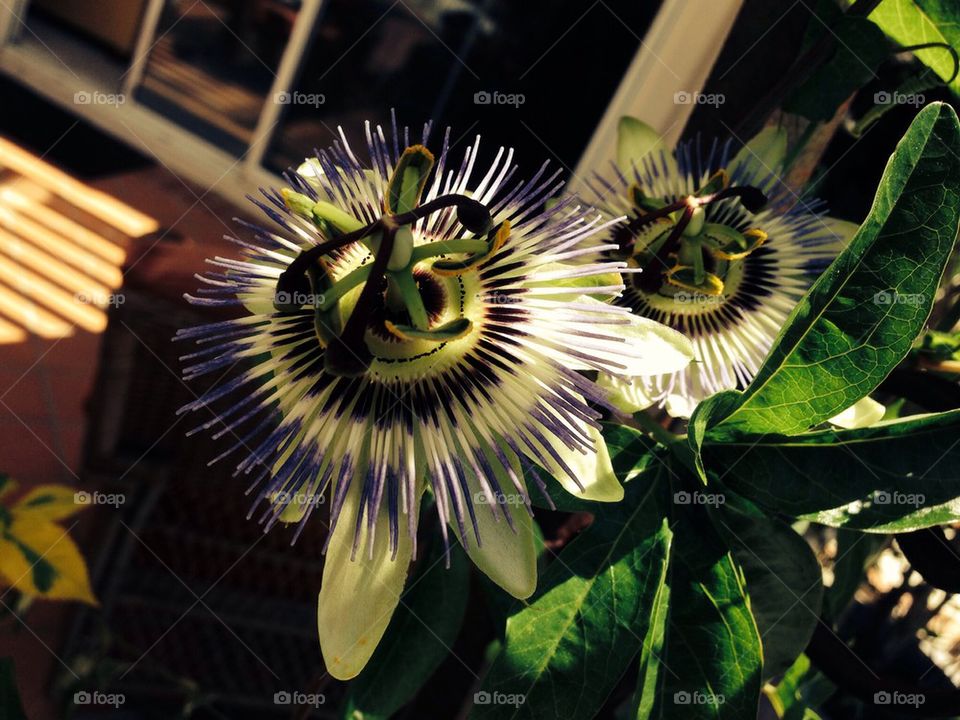 Passion flowers