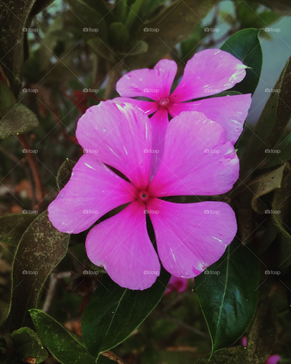 🌹 🇺🇸 Very beautiful flowers to brighten our day.  Live nature and its beauty. Did you like the delicate petals? / 🇧🇷 Flores muito bonitas para alegrar nosso dia. Viva a natureza e sua beleza. Gostaram das pétalas delicadas? 