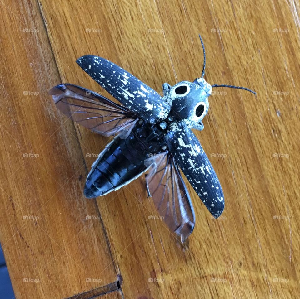 Eastern eyed click beetle about to take flight. 