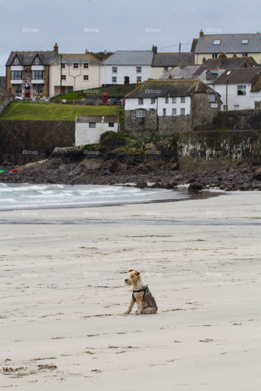 A lone dog sat on a deserted Cornish beach with a village behind. A lonely terrier sitting on a quiet sandy beach.
