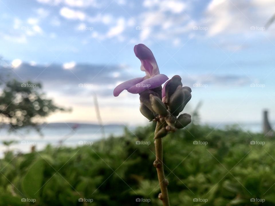 Wild Orchids of the seashore. Beautiful purple colour. 