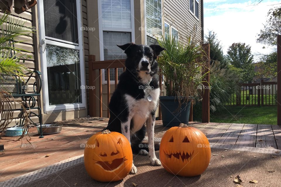 Piper the border collie posting with some halloween jack o lanterns!