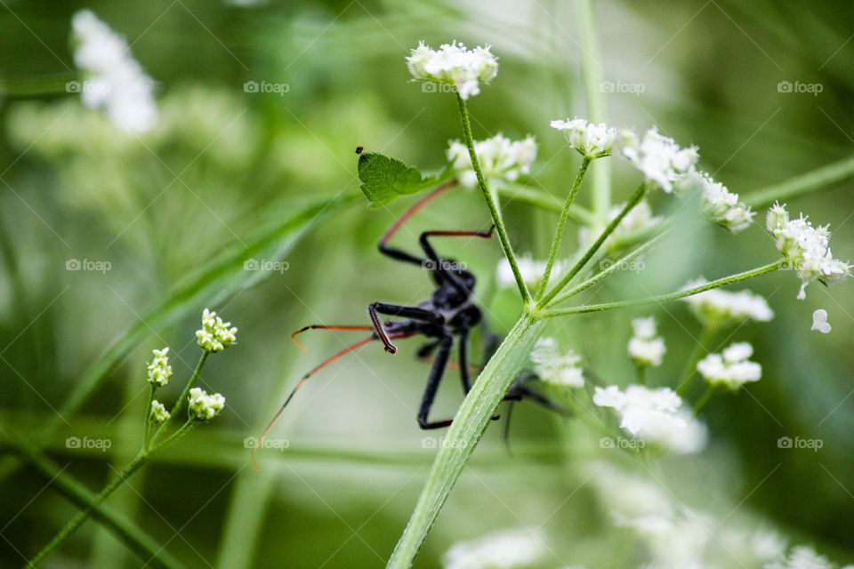 Close-up of a insect on plant