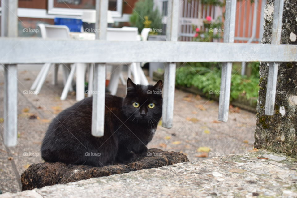 Black cat