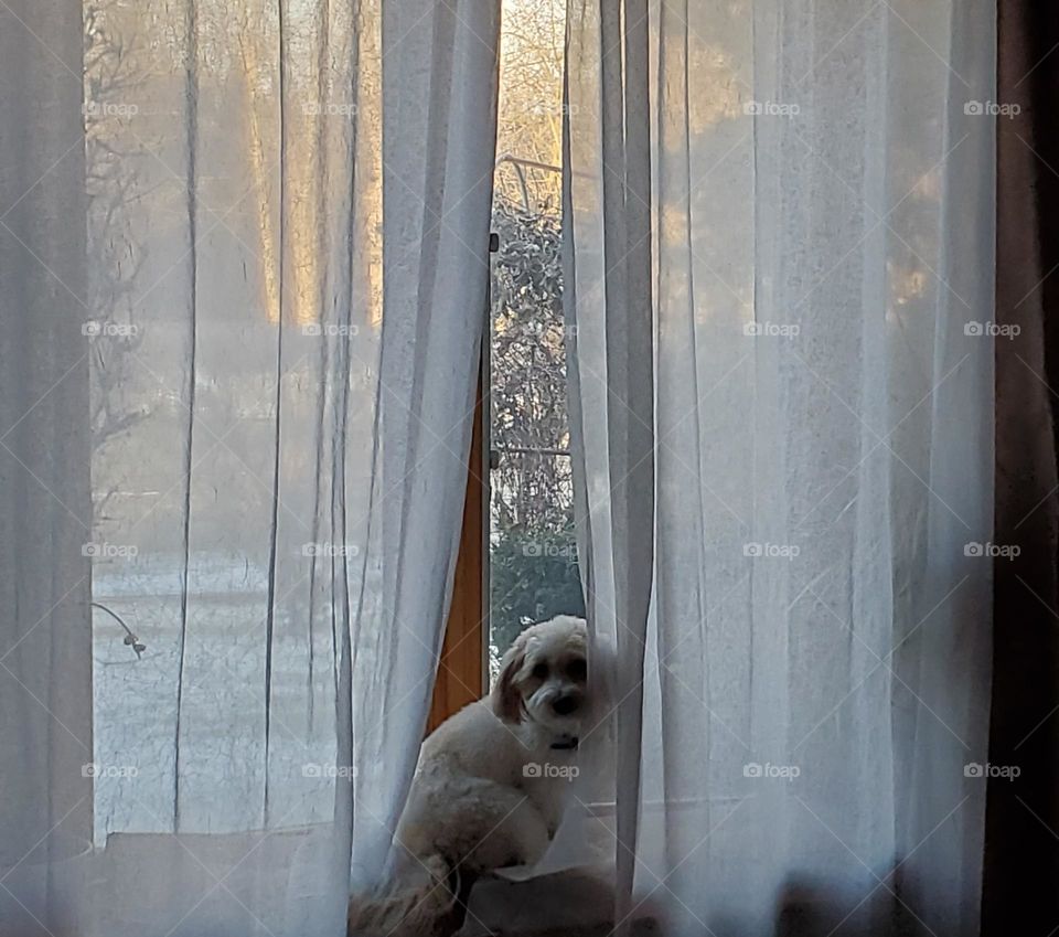 dog in window