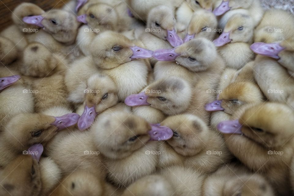 recently hatched duck chicks