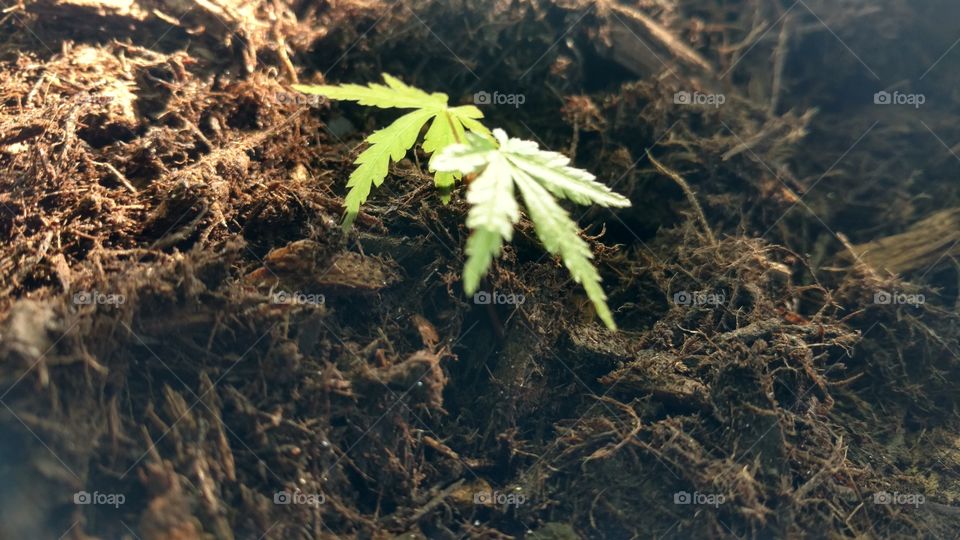 Leaf, Nature, Outdoors, No Person, Flora