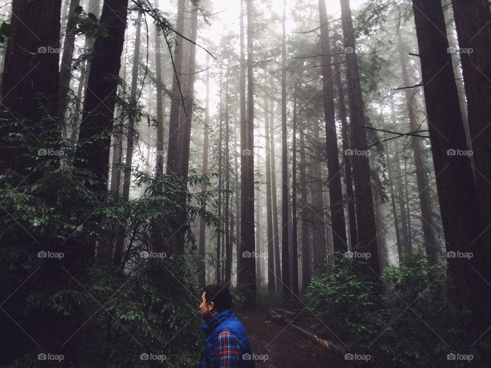 Redwoods fog