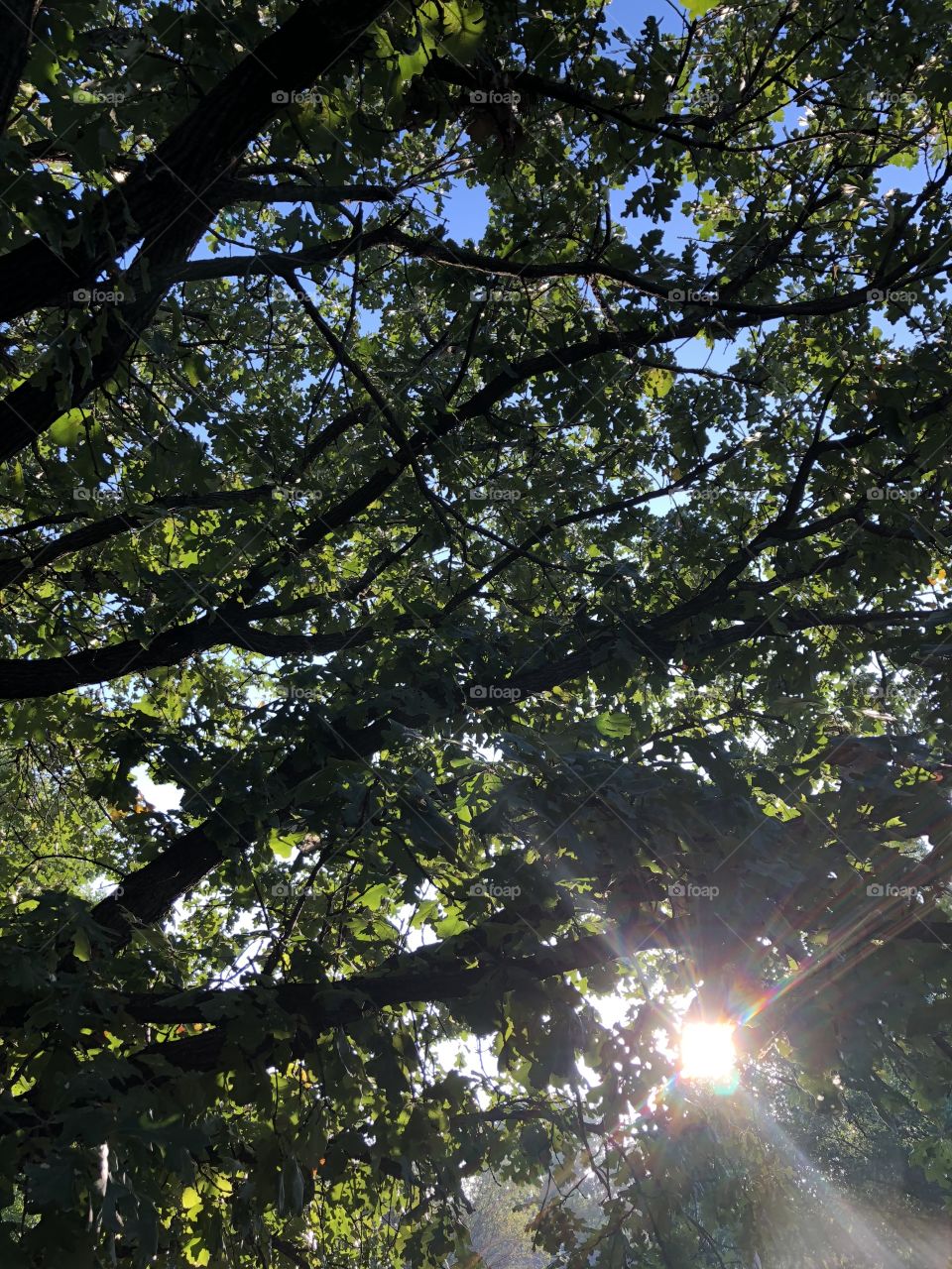 Sun beam shining through a tree