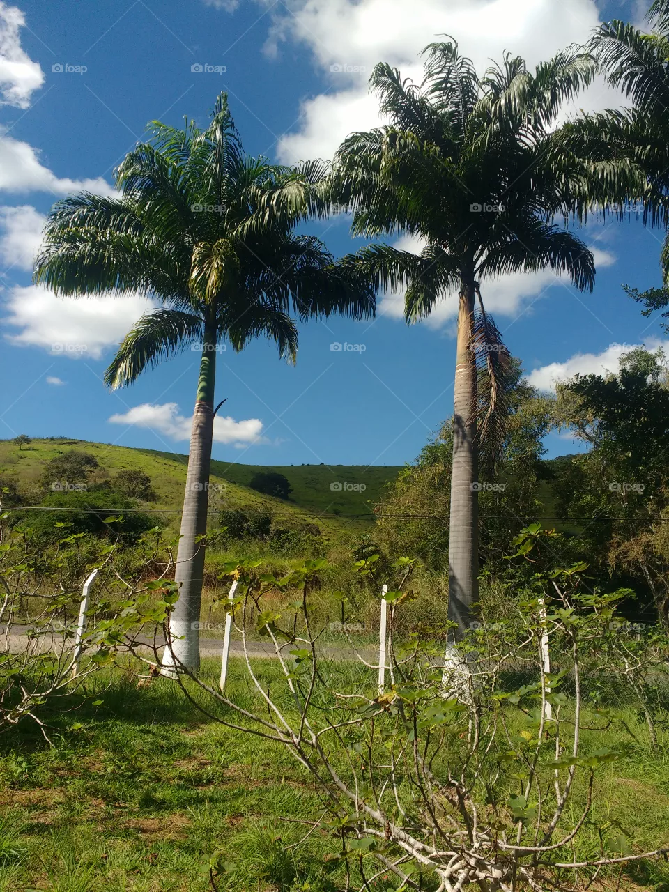 lindo