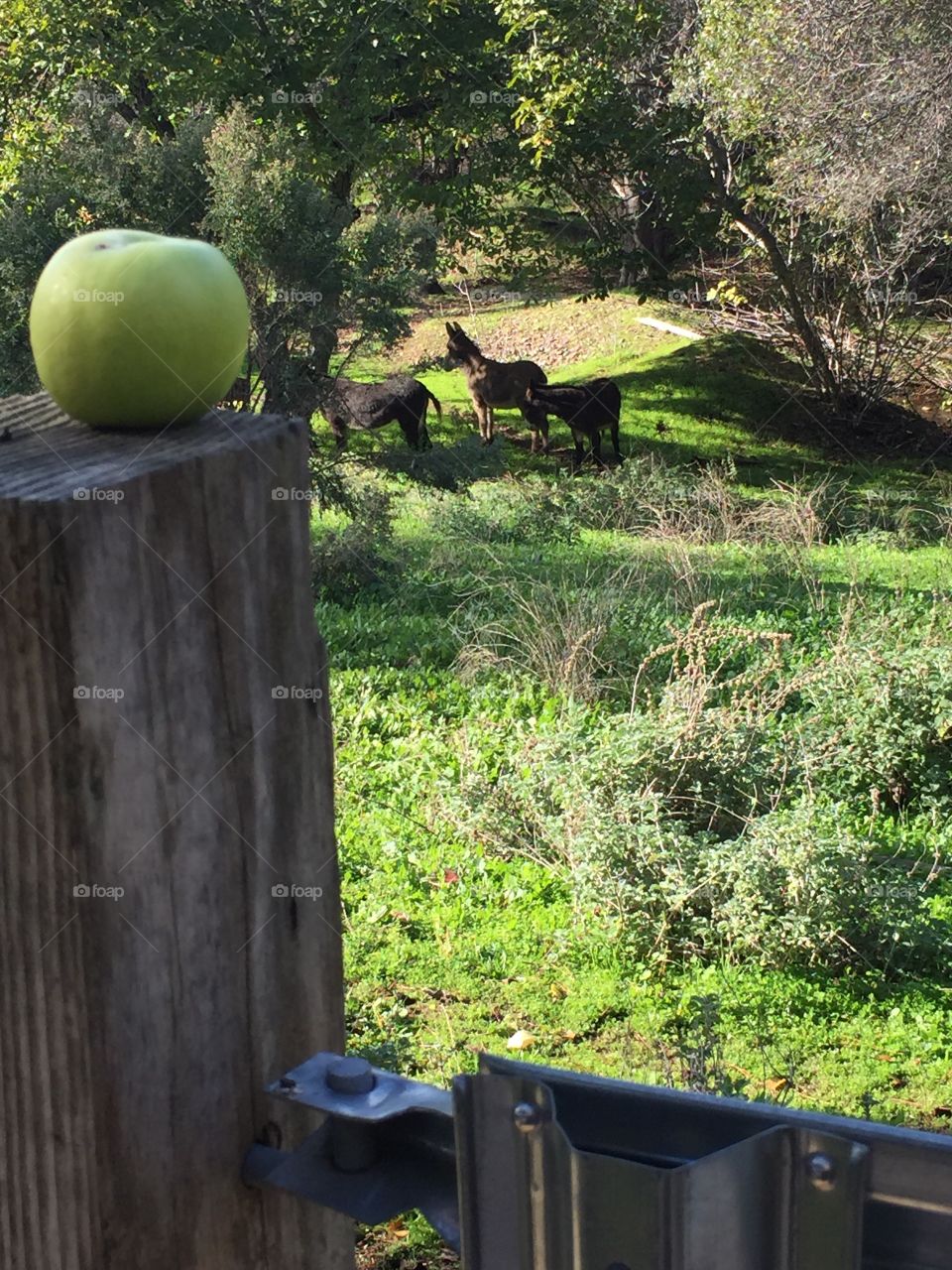 Apple in fence post donkeys 