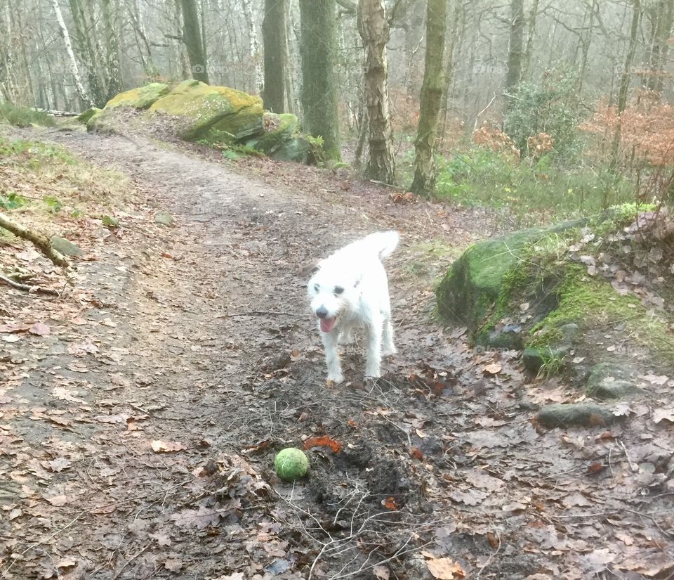Terrier and tennis ball in the woods.
