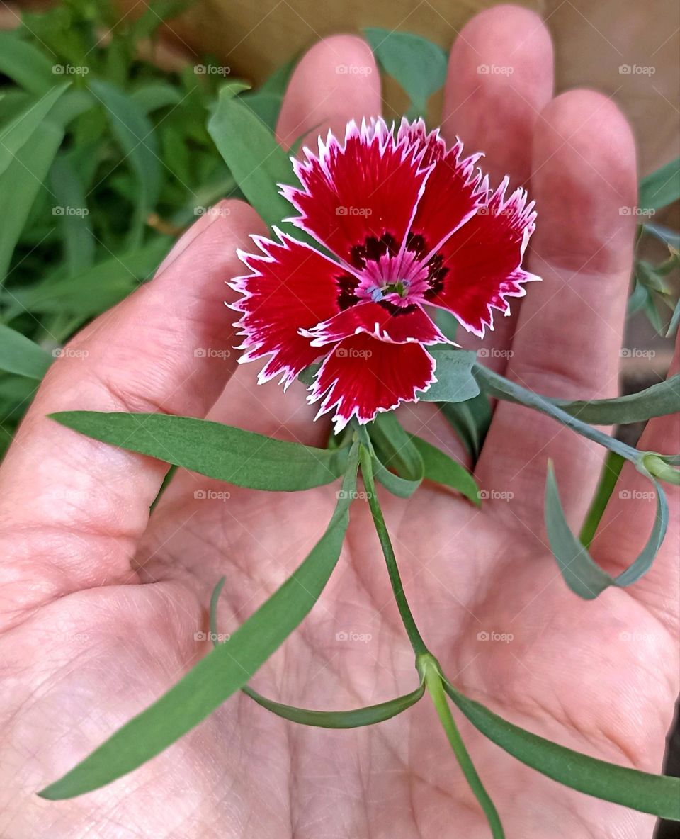 red flower and hand beautiful texture