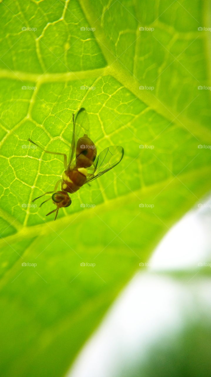 the beautiful little bug on leaf