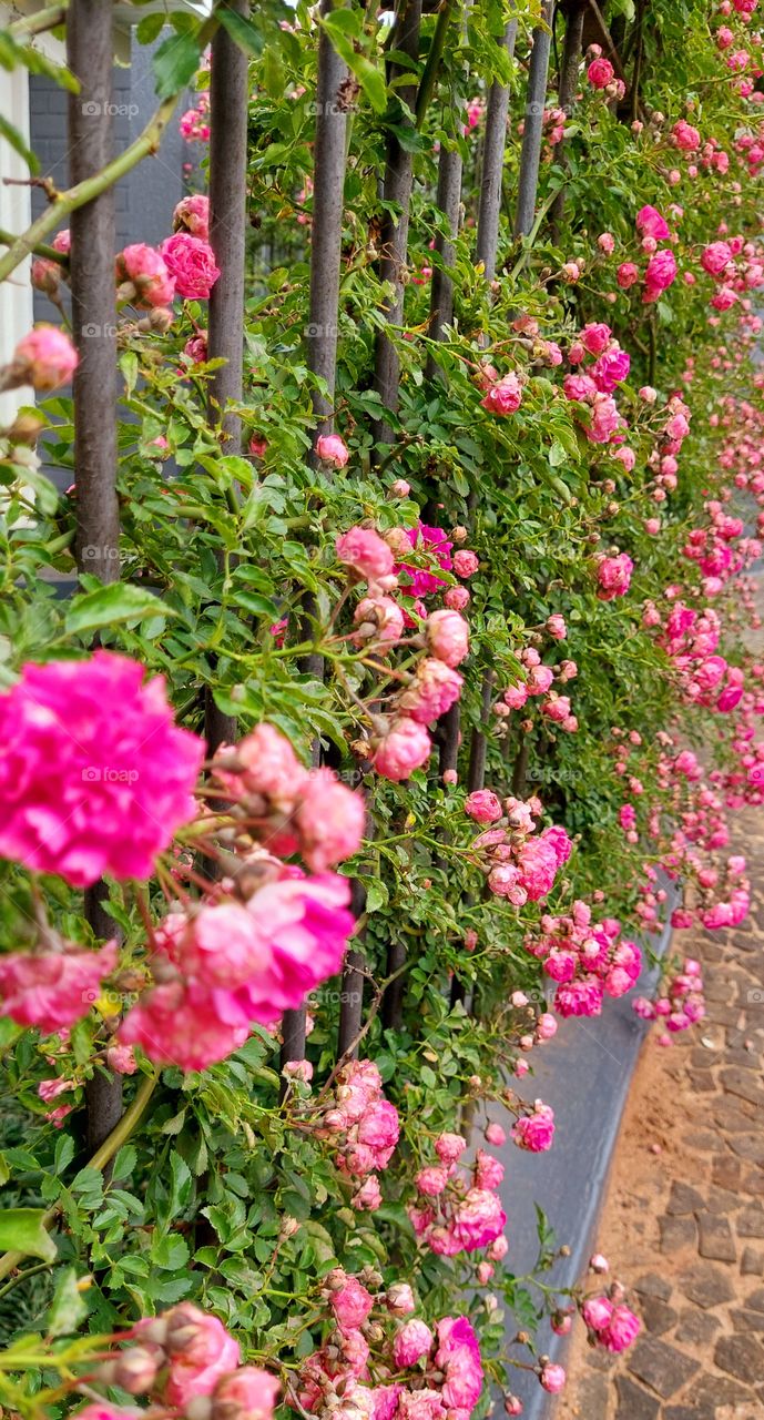 Parede de rosas lindas,  coloridas que atrai os olhos de todos os que passam na calçada.