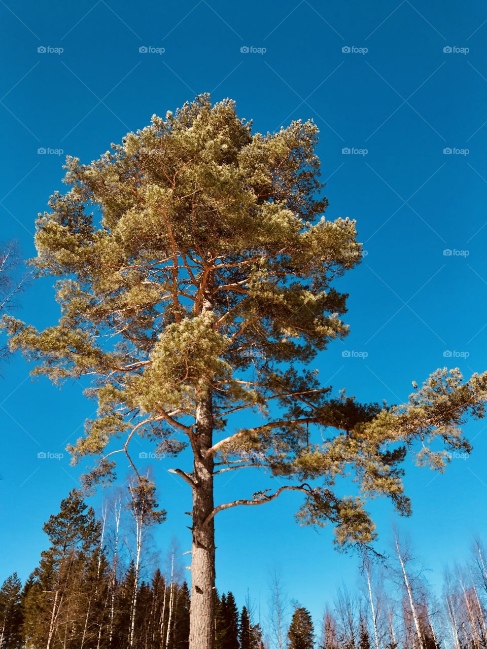 A pine tree against blue sky 