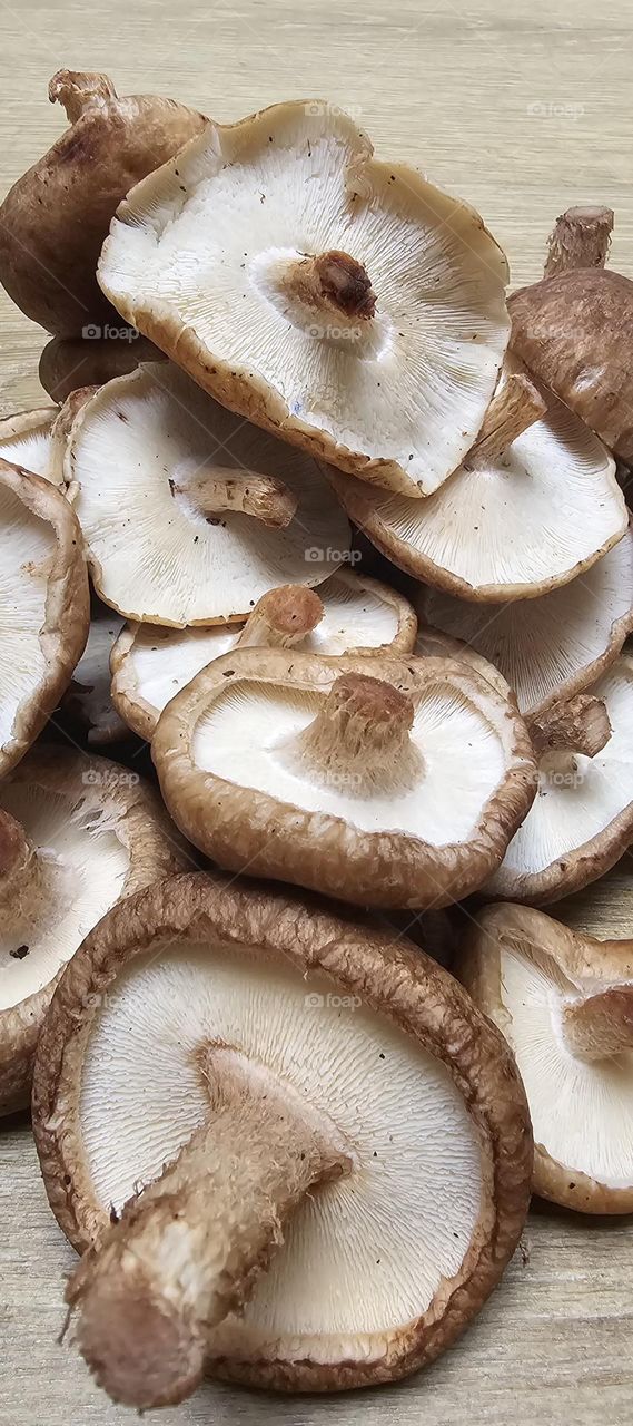 Shiitake