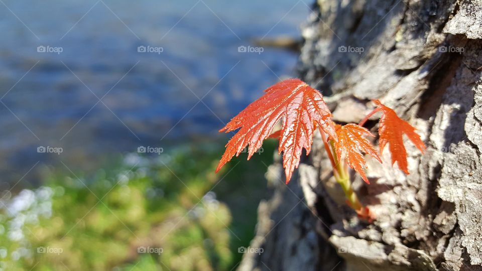 Baby maple leaves
